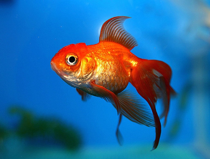 Свежа вест: Рибите помнят с дни, а не под минута