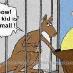 funny-kangaroo-joke-cartoon