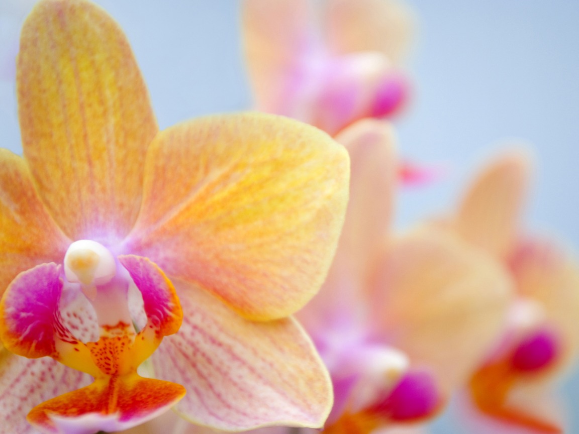 Орхидея е символ на естетиката и творческото начало