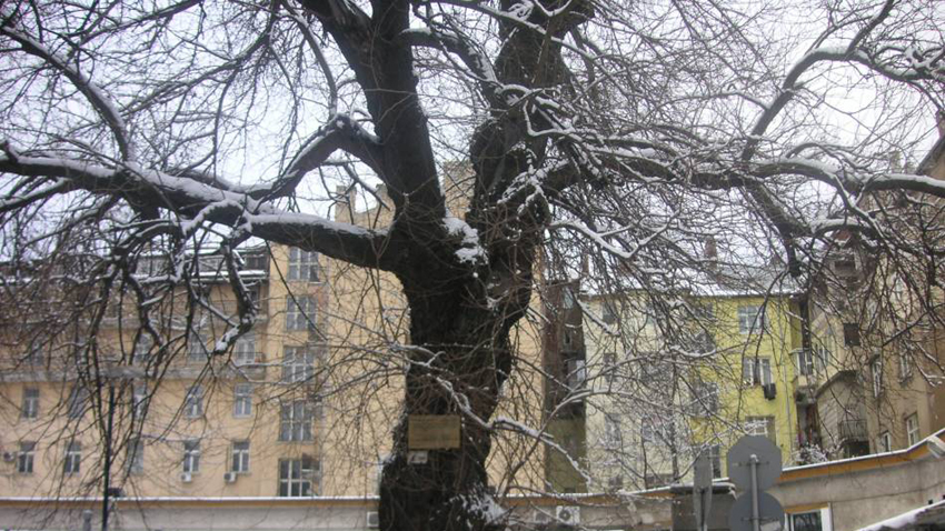 Радиоенциклопедия на БНР представи „Вековните дървета на София“