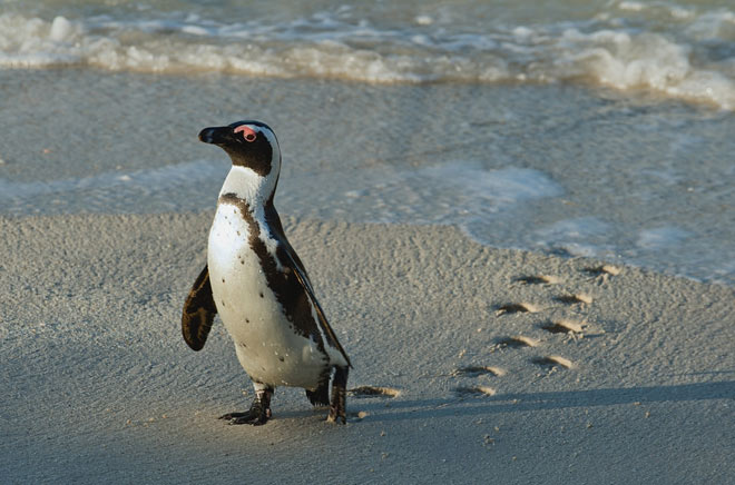 25000 мили плуване за пингвин лоялен към спасителя си (Видео)