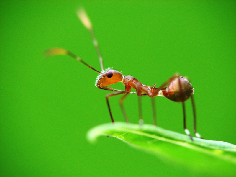 Как Мравката губи мотивация за работа