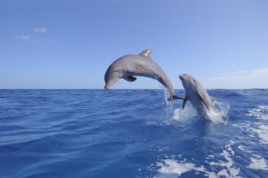 Стратегията на делфина, като част от живота и силата на връзките