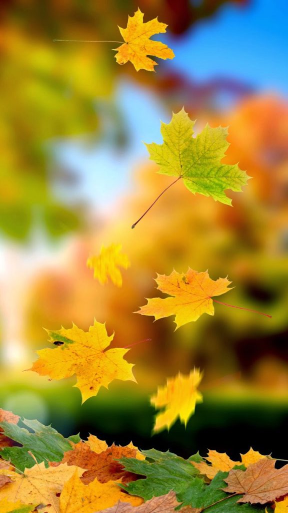 leaves-wallpaper-10729523