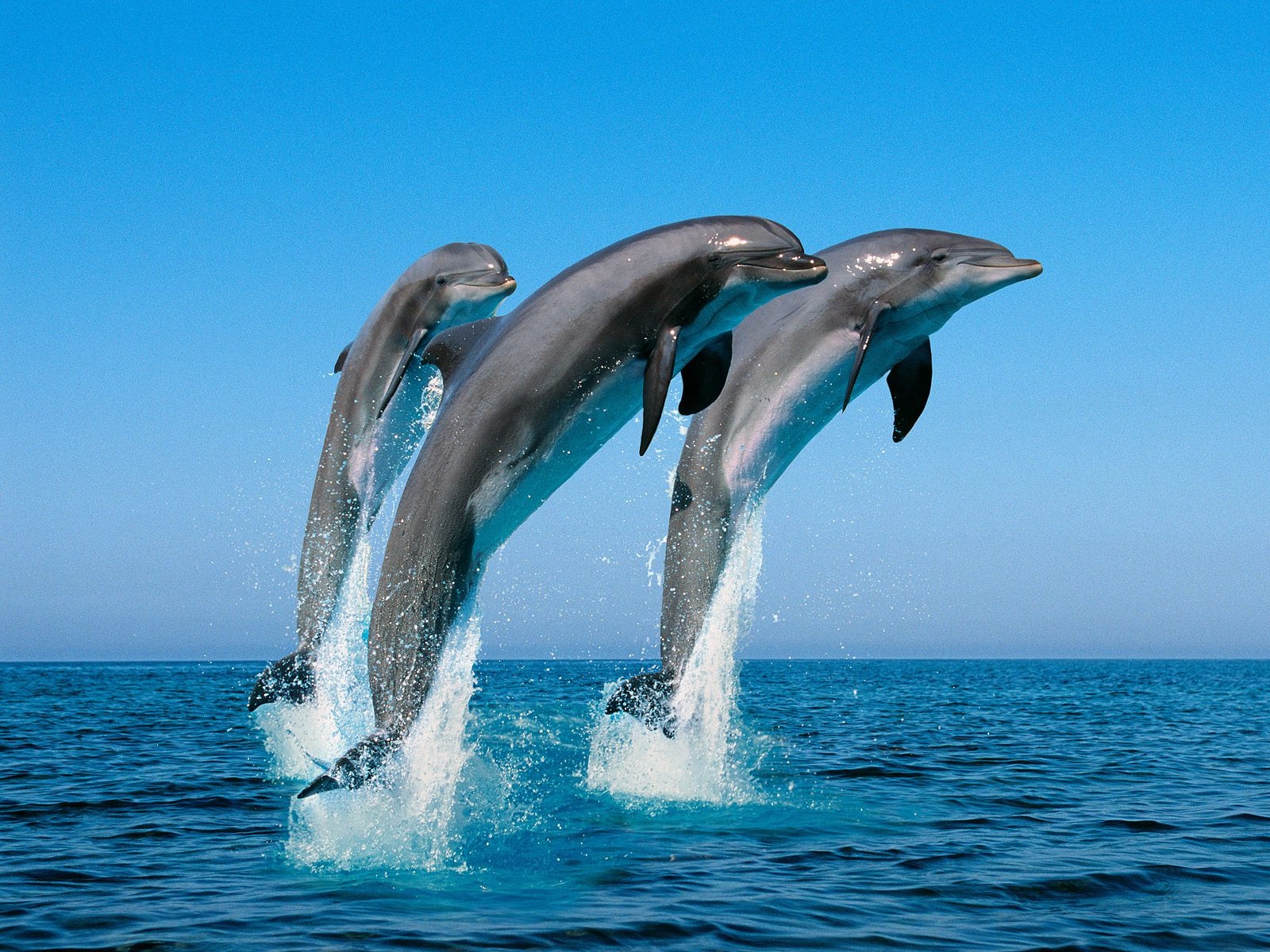 Сърцераздирателно: Делфин се самоуби след раздяла с човешката си любима