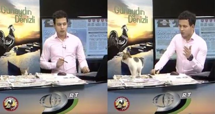 Котка в студиото на турска телевизия (Видео)
