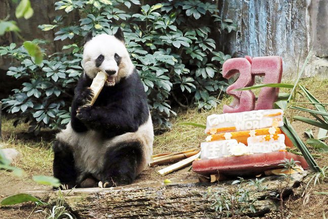 Почина Джиа Джиа, най-възрастната панда в плен