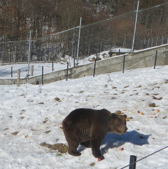 Преди Мечкин ден: Снегът затрупа Парка за танцуващи мечки