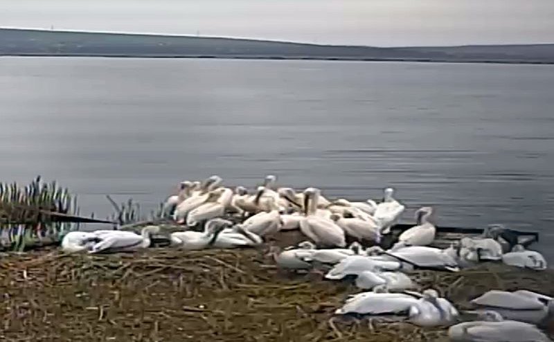 Розови пеликани на „на гости“ в резервата „Сребърна“