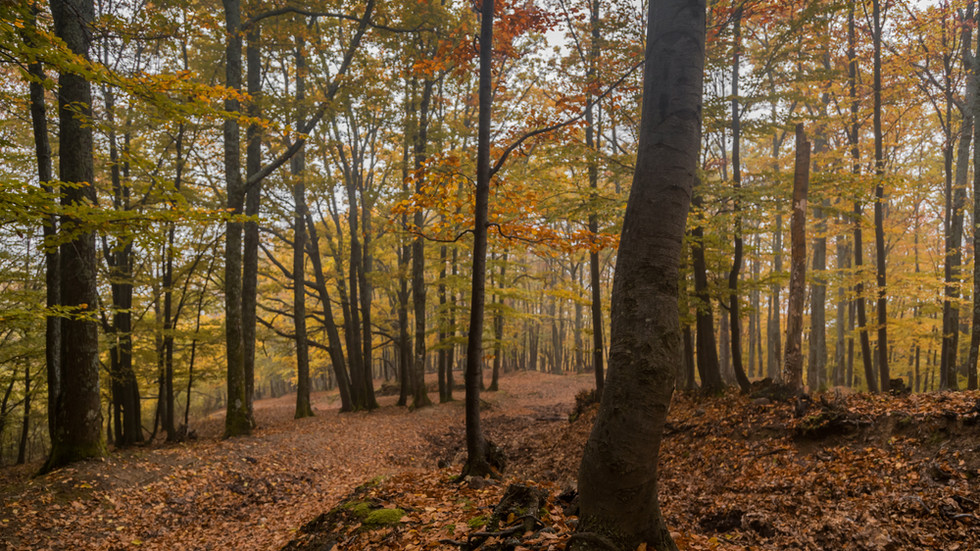Вековните гори в „Централен Балкан“ вече в списъка на ЮНЕСКО