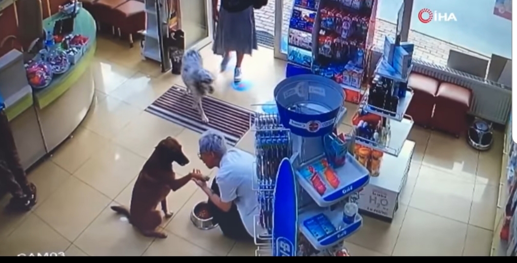 Куче с ранена лапа потърси помощ в аптека