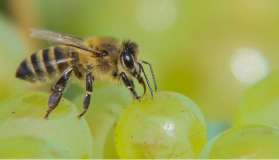 Пчелата е обявена за най-важното живо същество на планетата