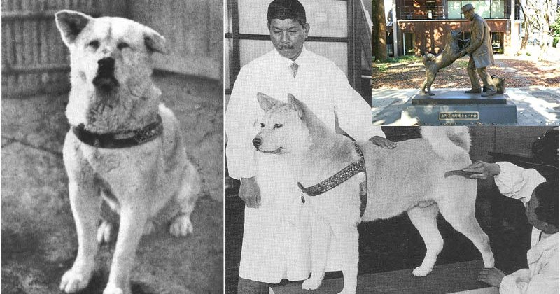 На 8 март, преди 85 години умира кучето Хачико!