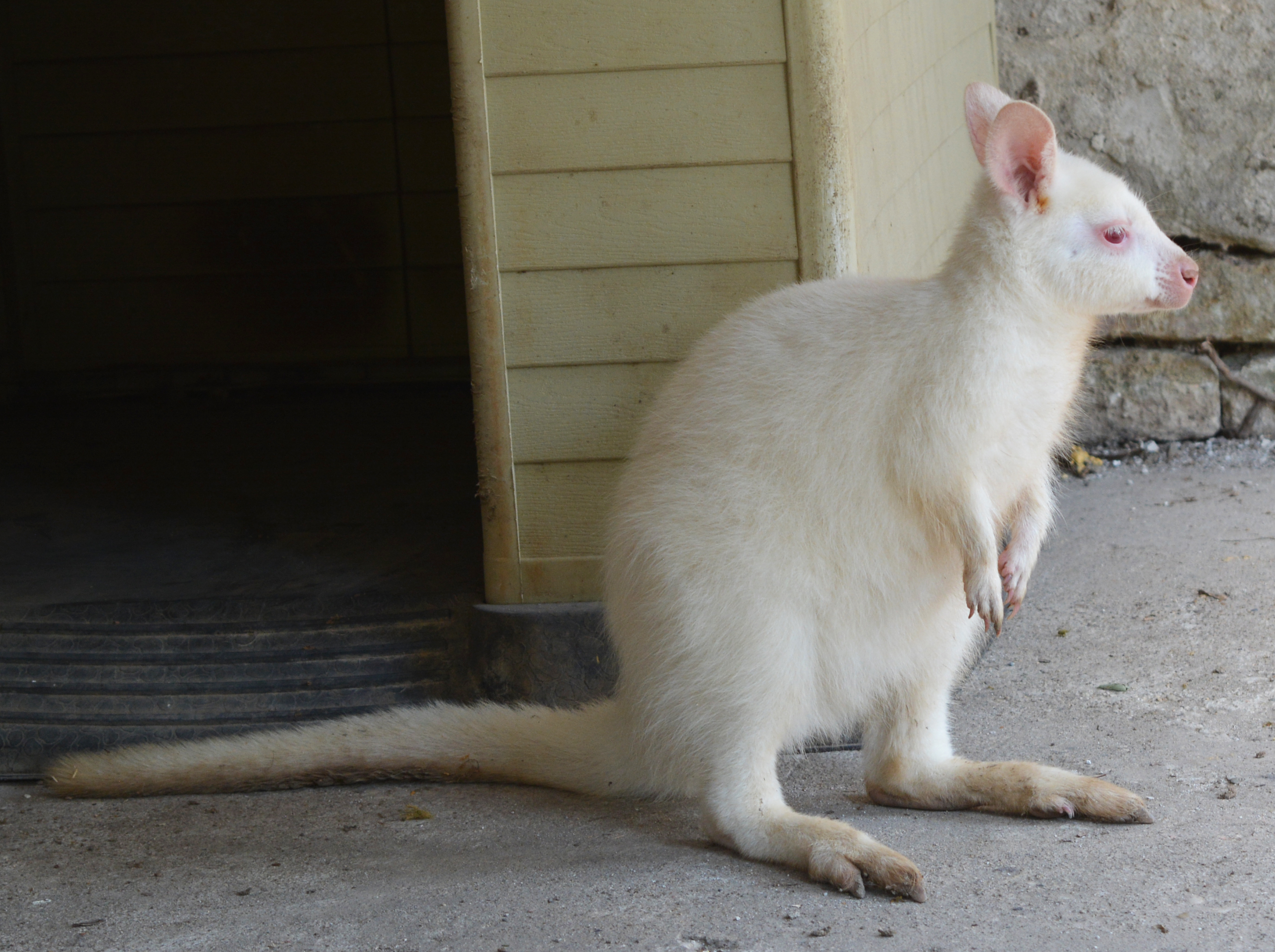 Кенгуру-албинос привлича посетители в Зоокът Павликени