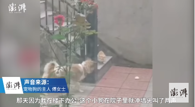 Грижовно куче споделя храната си с бездомна котка