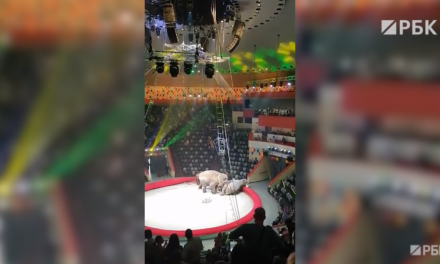 Слонски бой в цирка в Казан, няма пострадали зрители (ВИДЕО)