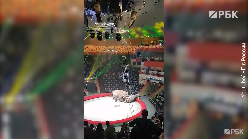 Слонски бой в цирка в Казан, няма пострадали зрители (ВИДЕО)
