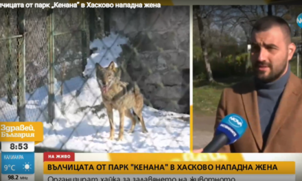 Вълчицата от парк „Кенана” в Хасково нападна жена, организират хайка