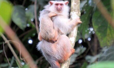 Откриха нов вид маймуна в бразилската част на Амазония