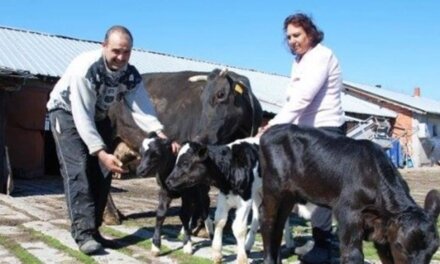 Лоши прогнози: Спад в поголовието на млечни крави и овце у нас