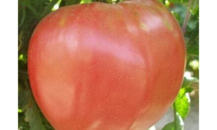 България ще изисква защита за розовият домат
