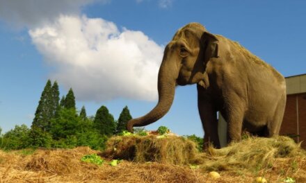 Почина най-старата слоница в столичния зоопарк