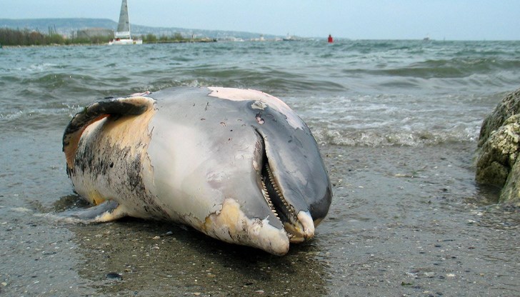 Повече от 60 мъртви делфина са открити от началото на годината по Северното Черноморие