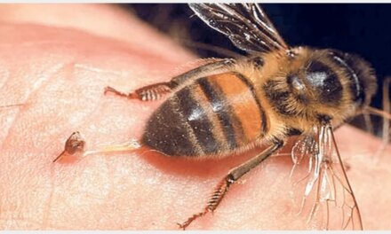 Методи , когато ви ужили пчела, оса или стършел