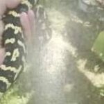 Внимание! Изгубена змия в София